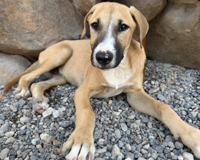 Freckles - Mixed Breed Male Puppy for Adoption