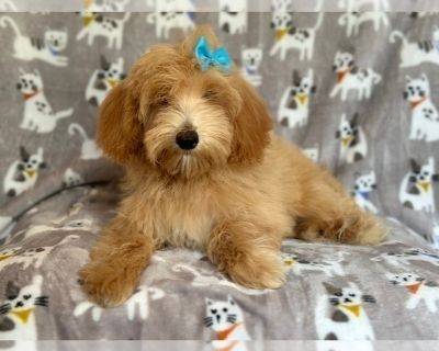 Annie - Goldendoodle (Miniature) Female Puppy for Sale