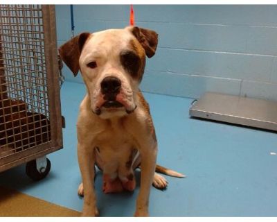 A537248 - Boxer Female Dog for Adoption