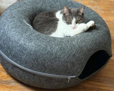 Benny - Tabby & Domestic Short Hair Mix Male Cat for Adoption