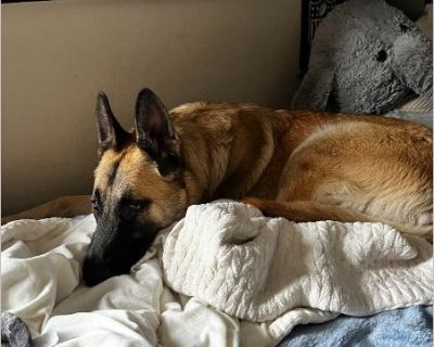 Babe (Temp name) - Male Puppy Belgian Malinois for Adoption