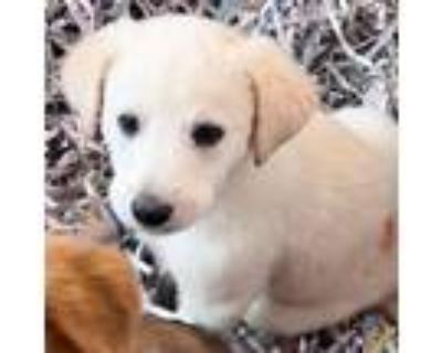 Adopt Lucy Van Pelt a Labrador Retriever, Mixed Breed
