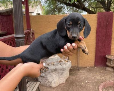 Dachshunds