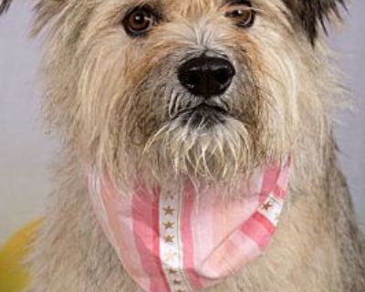 Shaggy Gal - Terrier (Unknown Type, Small)/Shepherd (Unknown Type) Mix Female Dog for Adoption