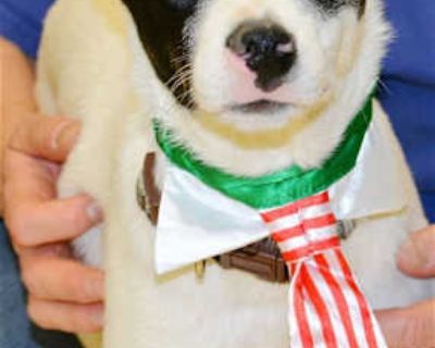 Jeri - Rat Terrier Male Dog for Adoption