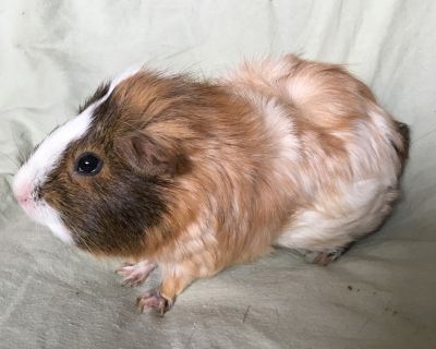 Malhia - Guinea Pig Female for Adoption