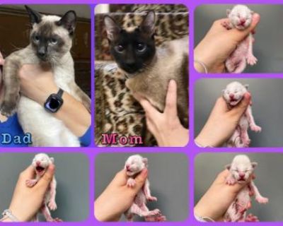 Siamese Tonkinese Pure Bred Kittens - Siamese Male & Female Kitten For Sale