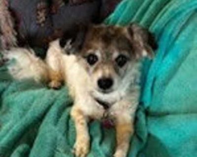 Bonnie - Jack Russell Terrier Female Dog for Adoption