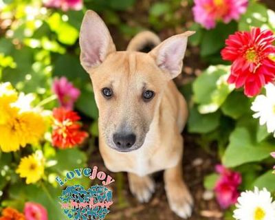 Chica Litter COH - Husky/Spaniel (Unknown Type) Mix Male Puppy for Adoption