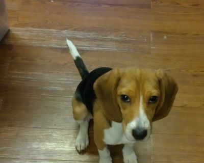 Beagle ~ Tri-color female