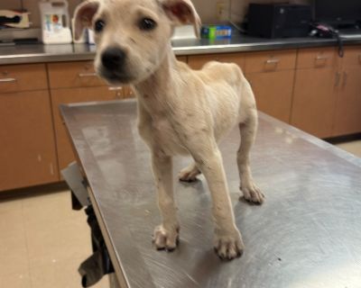All animals must be spayed and neutered All animals will be fully vetted prior to Adoption. Health Vaccinations up to date.. Puppy Female Small