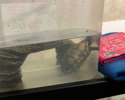 Turtle tank