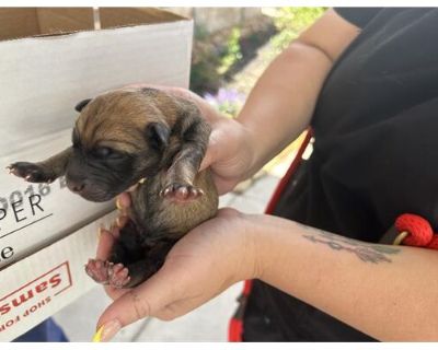 A623834 - Belgian Malinois Male Puppy for Adoption