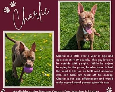 Pound Dog-charlie 176385 - Terrier (Unknown Type, Medium) Male Puppy for Adoption