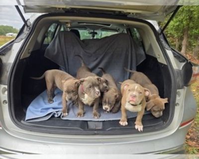 15 Weeks Old * Size at Maturity: Medium * Availability Date: 11/09/2025 * Shipping Area: Pick Up Only * Payment Method: Money Order/Cashier's Check, Cash *. 3mos old, ready-to-please American bully pups ready to take on the world. They sport a family-oriented personality, good natured, socialized, and kid friendly. I've poured myself into raising these little gems and promise you a puppy coming...