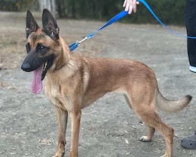 Lacy M - Belgian Shepherd / Malinois Female Dog for Adoption