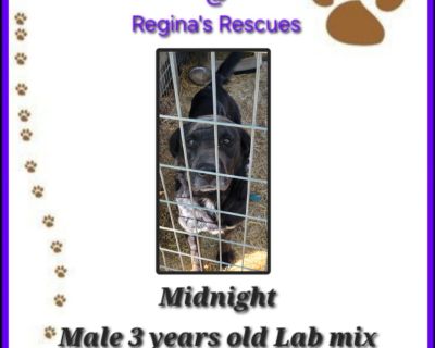 Midnight - Labrador Retriever Male Dog for Adoption