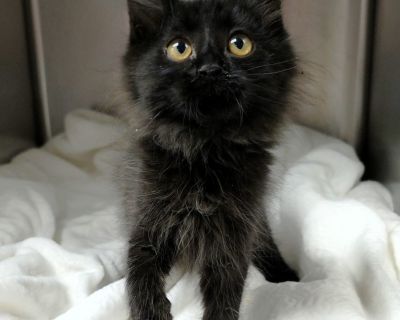 Paw Paw - Domestic Medium Hair Male Cat for Adoption