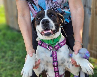 Rocky - Pit Bull Terrier & Saint Bernard Mix Male Dog for Adoption