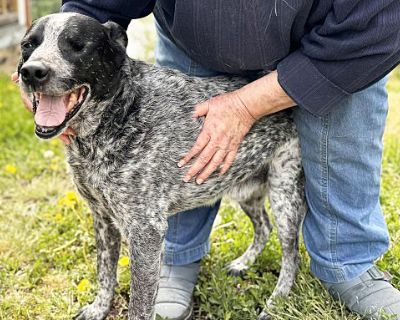 Bud - LIMITED VISION - Australian Cattle Dog/Mixed Breed (Medium) Mix Male Dog for Adoption