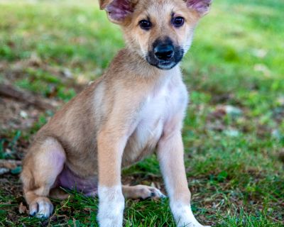 Turtle - German Shepherd Dog Mix Male Puppy for Adoption