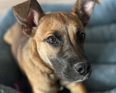 Daisy - German Shepherd Dog Mix Female Puppy for Adoption