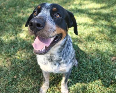 Meet Dougie, a big-hearted pup with an even bigger personality. He s playful, goofy, and full of love the kind of dog who turns every day into a little adventure. Dougie is still learning just how hard he can play, but his sweet and submissive nature makes him a fast learner. When romping around with his foster fur sibling (a lab), he loves a good game of chase and quickly adjusts his energy if...