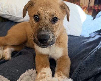 Aries 8/29/25 Not yet neutered male Pyrenees mix Looking for just the right amount of puppy sass coupled with a cuddle buddy. These sweet guys were surrendered to a Kentucky shelter unwanted and in a bad place. We didn't hesitate to save them! They're dog friendly, kid friendly, not exposed to cats, love children. Working hard on pee pad training and crate training. Applications for adoption ca...