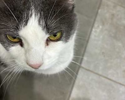 Moe was born in my dining room and has never been outside except for twice when I picked her up and walked outside with her. She is the daughter of Widow (also posted on this site) and she was born in April 2011.. Good with kids Good with cats Shots current Spayed / Neutered Housetrained. Breed American Shorthair Color White (Mostly) Age Adult Sex Female Pet ID 7789080 Hair Length short