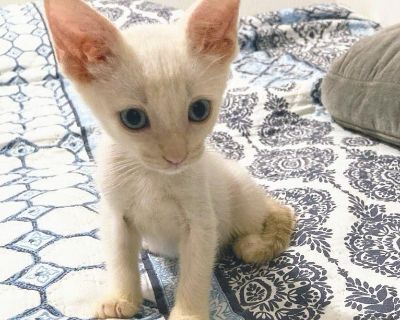 Gia - Siamese Female Cat for Adoption