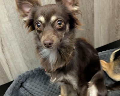 Lola Gina Brigida - Chihuahua Female Puppy for Adoption