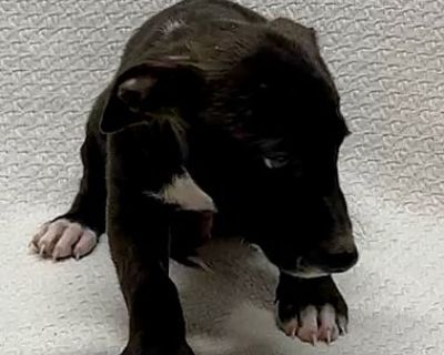 Dach E - Dachshund/Labrador Retriever Mix Male Puppy for Adoption