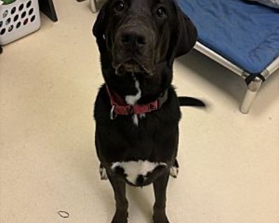 Schroeder - Labrador Retriever/Mixed Breed (Medium) Mix Male Puppy for Adoption