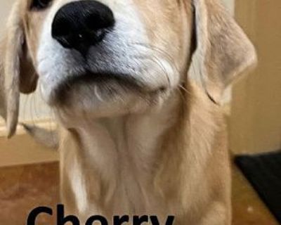 Cherry - Labrador Retriever/Shepherd (Unknown Type) Mix Female Puppy for Adoption