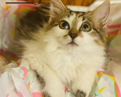 Henry Kitten - Domestic Long Hair Mix Male Cat for Adoption