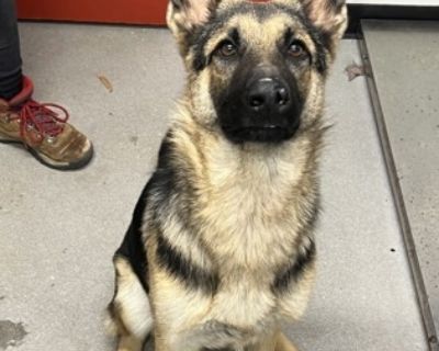 Koala - German Shepherd Dog Mix Female Dog for Adoption