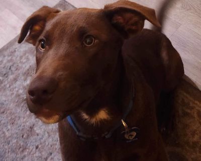 Clyde - Labrador Retriever Male Dog for Adoption