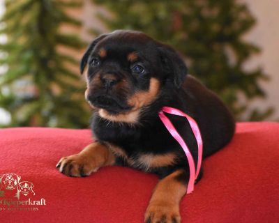 2 Male and 4 Female Rottweiler Puppies for Sale