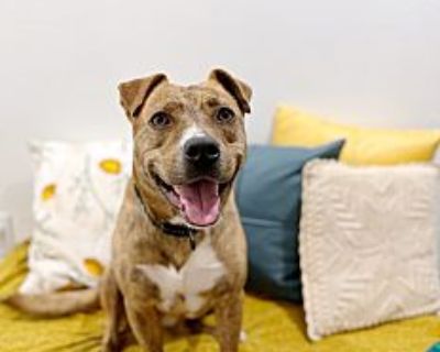 Darla Ark - American Pit Bull Terrier Female Dog for Adoption