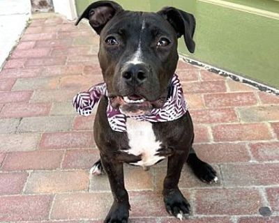 Cosmo - American Staffordshire Terrier Male Dog for Adoption