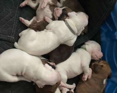 5 Male and 3 Female Boxer Puppies for Sale