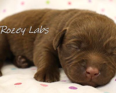 Girl - Chocolate Female Labrador Puppy for Sale