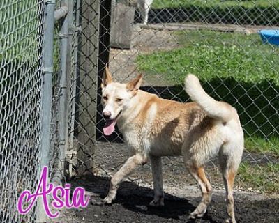 Asia - German Shepherd Dog Female Dog for Adoption