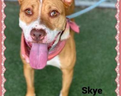 SKYE - American Pit Bull Terrier Female Dog for Adoption