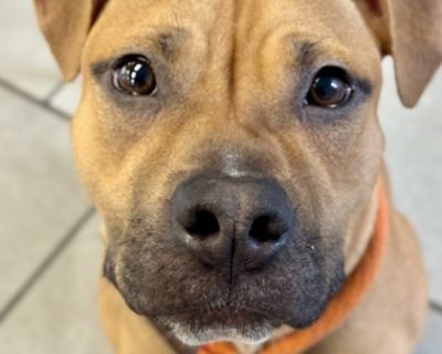 Health Spayed / neutered.. Adult Male Medium