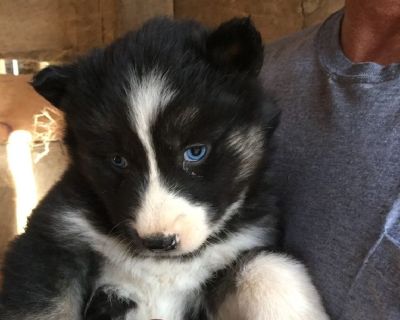 Only 2 left !!
Pure breed siberian husky puppys. Born 3/9/18. WIll be 6 weeks old this Friday and ready for their forever homes. They have been wormed and have had their first puppy shots. Frisky, healthy and playful. For more information please text 1(270) 287-3956. We are located in Clarkson, Kentucky. No papers for these puppies. Mom and dad are on site.