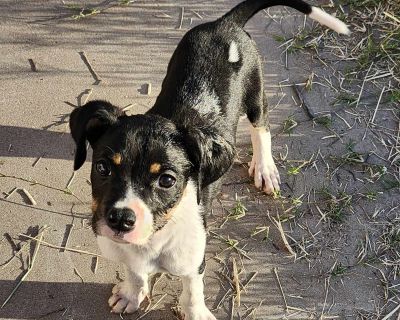 Mabel - Jack Russell Terrier & Boxer Mix Female Puppy for Adoption