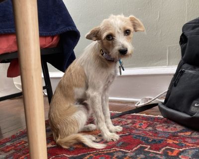 Nana is a 10-month-old, 12-lb terrier mix with a gentle spirit and a shy temperament. She's incredibly sweet, soft, and sensitive, and she approaches the world with quiet caution. Nana is crate-trained and feels safest in her cozy den, which helps her settle and decompress when things feel overwhelming. She will need an adopter who can move at her pace, offer reassurance without pressure, and c...