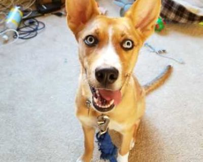 Kida - Husky/Mountain Cur Mix Female Dog for Adoption