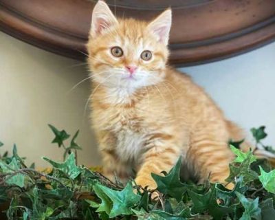 Orange - Domestic Mediumhair Male Cat for Adoption